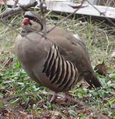 Alectoris chukar