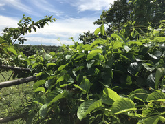 Passiflora quadrangularis