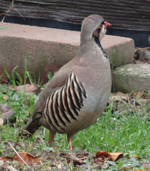 Alectoris chukar