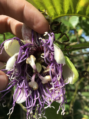 Passiflora quadrangularis
