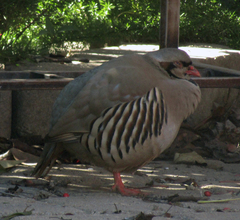 Alectoris chukar