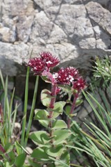 Crassula obovata