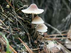 Mycena chlorantha