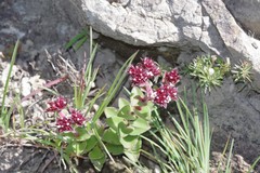 Crassula obovata