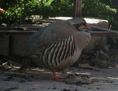 Alectoris chukar