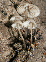 Mycena chlorantha