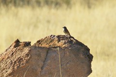Emberiza capensis bradfieldi