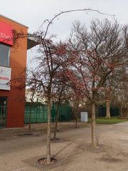 Crataegus persimilis