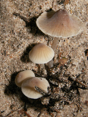 Mycena chlorantha
