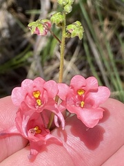 Diascia capsularis