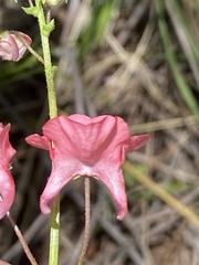 Diascia capsularis