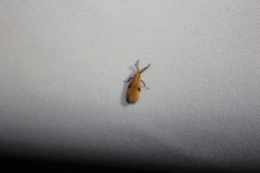 Lycomorphodes sordida