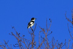 Lanioturdus torquatus