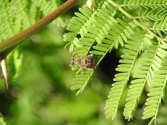 Penthobruchus germaini