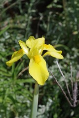 Moraea reticulata