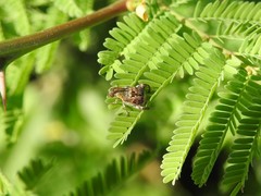 Penthobruchus germaini