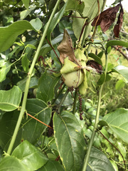 Passiflora nitida