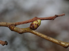 Crataegus persimilis