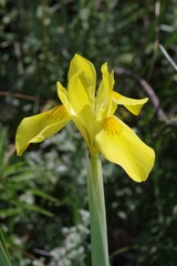 Moraea reticulata