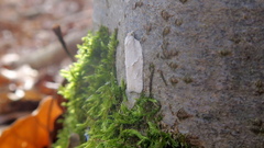 Acleris logiana