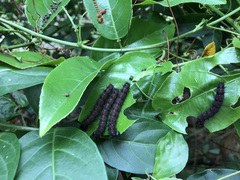 Passiflora nitida