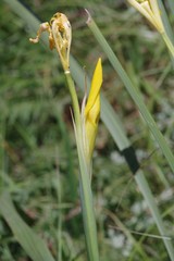 Moraea reticulata