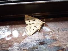 Herminodes atrosignata