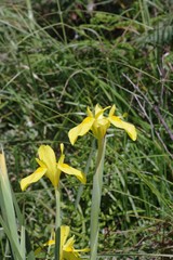Moraea reticulata