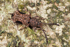 Anthribidae