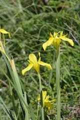 Moraea reticulata