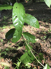 Passiflora ambigua