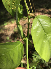 Passiflora ambigua