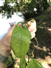 Passiflora ambigua