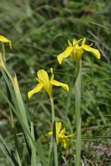 Moraea reticulata
