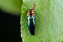 Agrilinae
