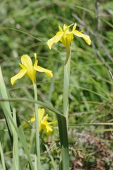 Moraea reticulata