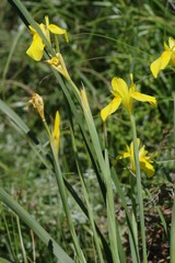 Moraea reticulata