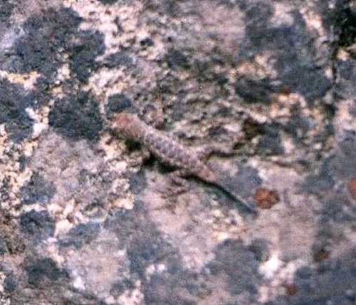 iNaturalist observation photo of Western Fence Lizard