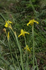 Moraea reticulata