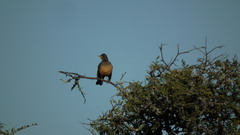 Turdus olivaceus olivaceus