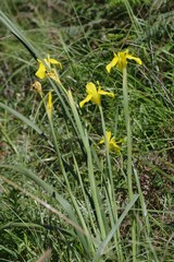Moraea reticulata