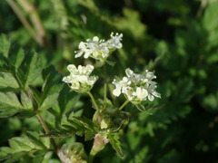 Anthriscus sylvestris