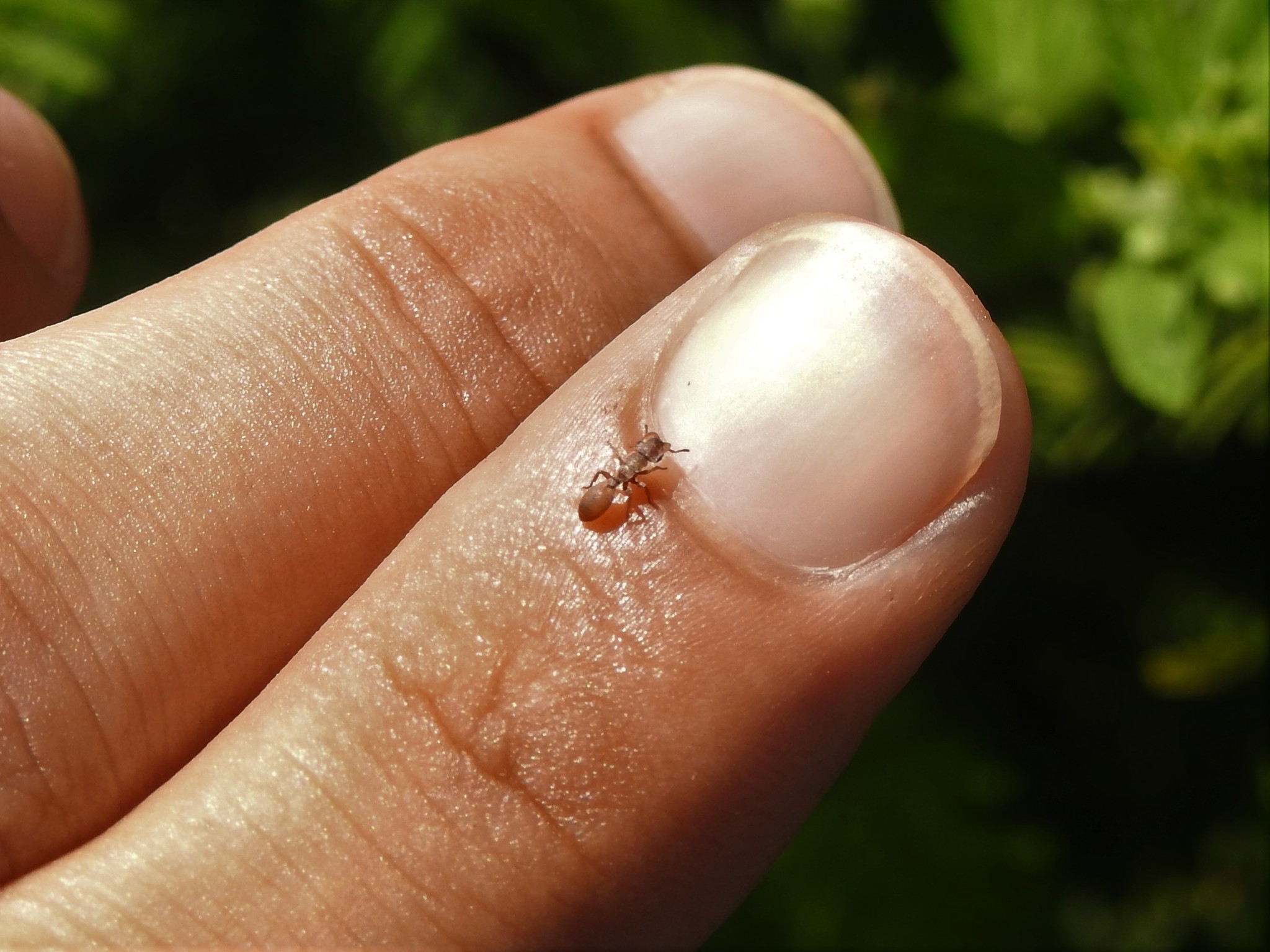 Cephalotes incertus