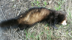 Mustela putorius