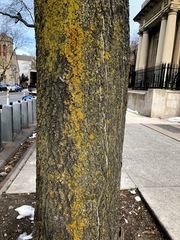 Xanthomendoza fallax