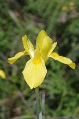 Moraea reticulata