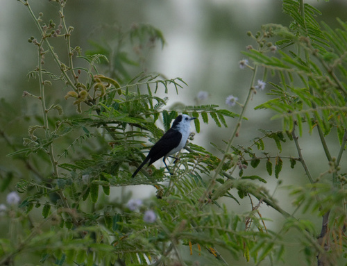 Black-backed Water Tyrant (Fluvicola albiventer), photo 7
