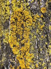 Xanthomendoza fallax