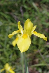 Moraea reticulata