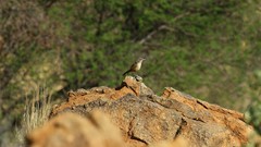 Achaetops pycnopygius